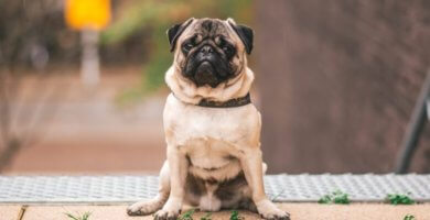 perro pug sentado sobre patas traseras