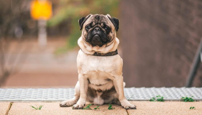 perro pug sentado sobre patas traseras