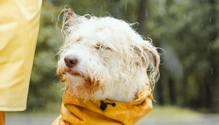 perro mojado usando capa amarilla