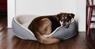 perro marron acostado en su cama