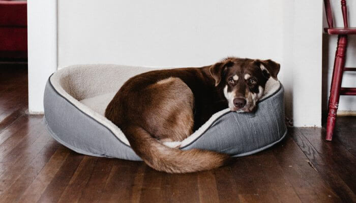 perro marron acostado en su cama