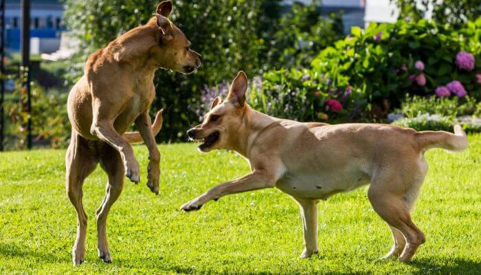 dos perros machos peleando entre si