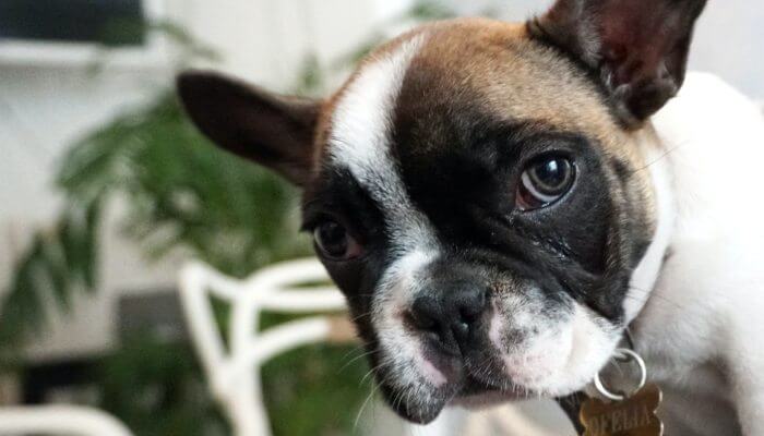 bulldog frances tricolor con collar