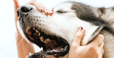 perro husky siberiano estornudando