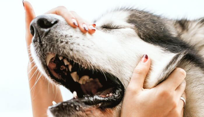 perro husky siberiano estornudando