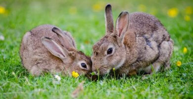 dos conejos jugando sobre la hierba