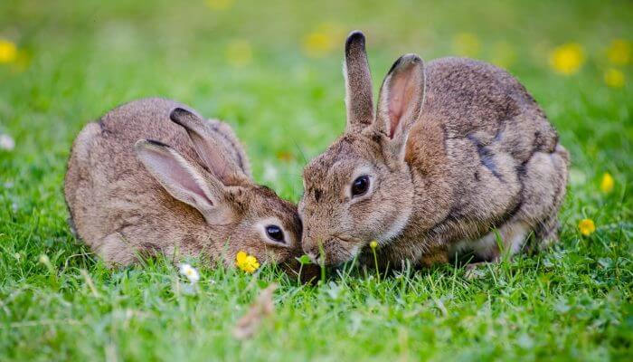 dos conejos jugando sobre la hierba
