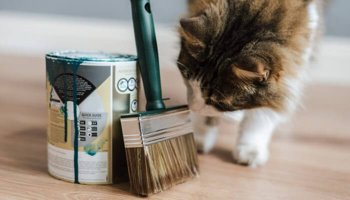 gato olfateando lata y brocha de pintura