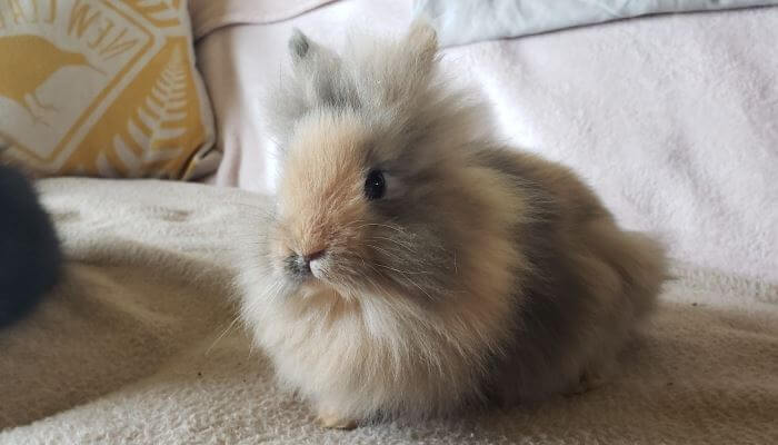 conejo lionhead peludo sobre la cama