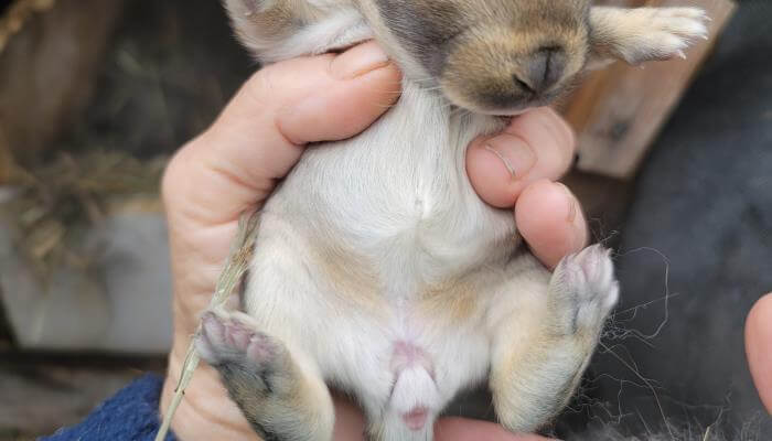 dueno examinando los genitales del conejo