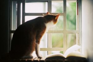 gato sentado mirando por la ventana