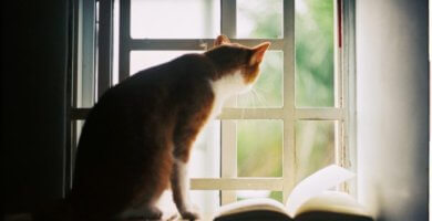 gato sentado mirando por la ventana