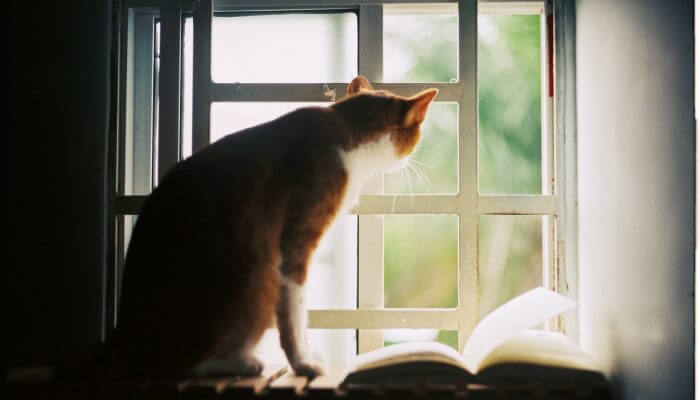 gato sentado mirando por la ventana
