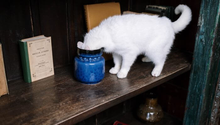 gato blanco con la cabeza dentro de jarron
