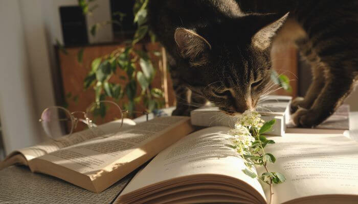 gato olfateando planta hornamental