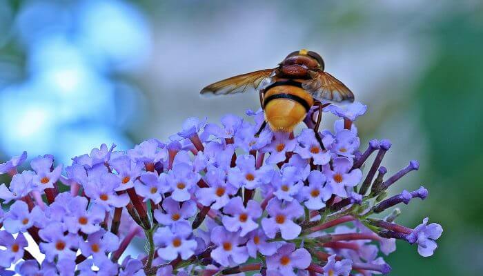 abeja alimentandose posada sobre flores lilas