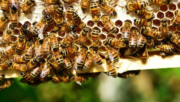 abejas fabricando miel en el panal