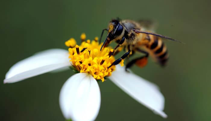 abeja libando nectar de una flor