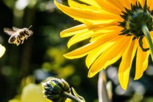 abeja volando hacia flor amarilla