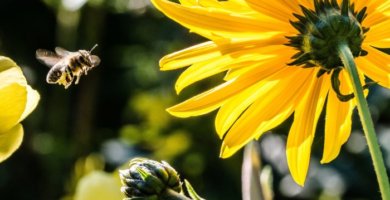 abeja volando hacia flor amarilla