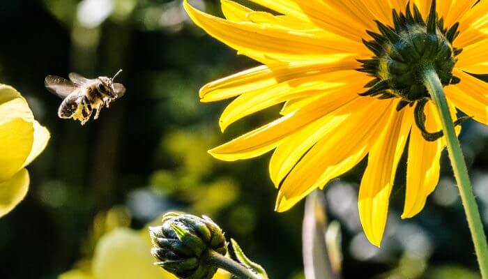 abeja volando hacia flor amarilla