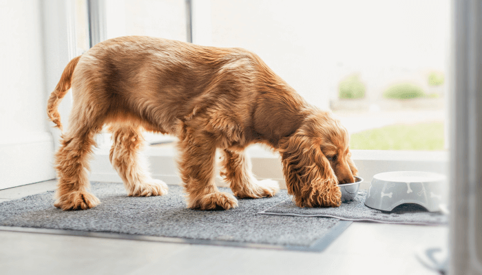 perro comiendo de su tazon sobre alfombra