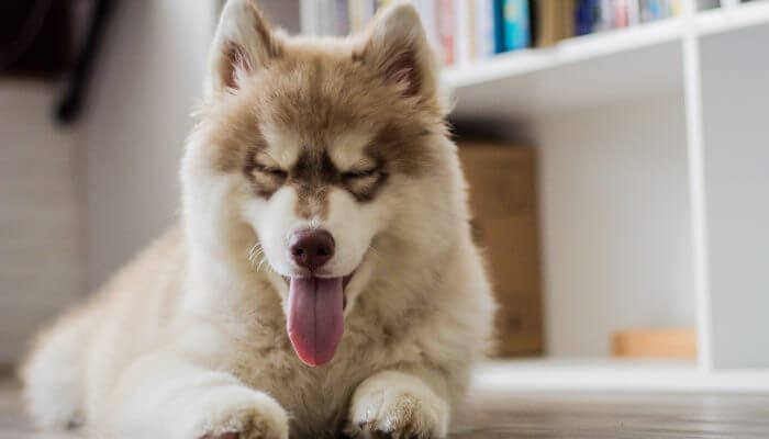 perro husky acostado con lengua afuera