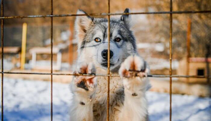 perro husky con patas delantera sobre la valla
