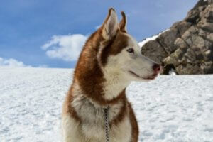 hermoso perro husky rojo sentado en la nieve