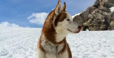 hermoso perro husky rojo sentado en la nieve
