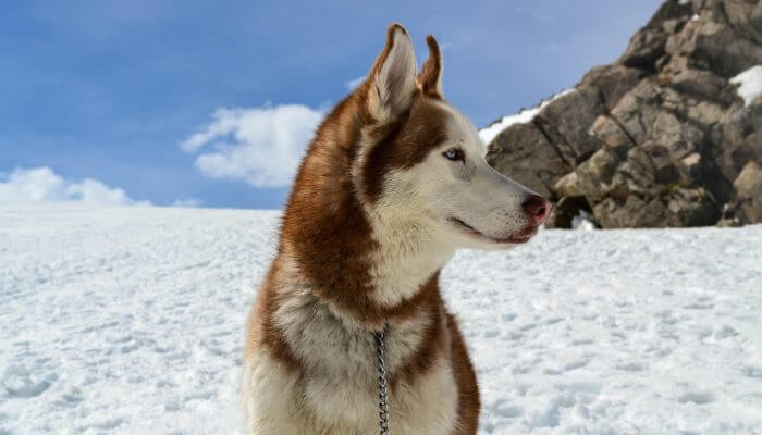 hermoso perro husky rojo sentado en la nieve