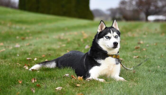 perro husky siberiano echado sobre la hierba