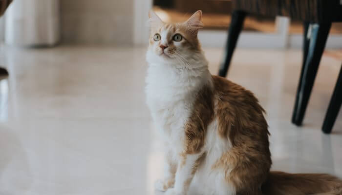 gato sentado en casa mirando con atencion 