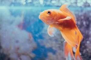 pez dorado en el acuario