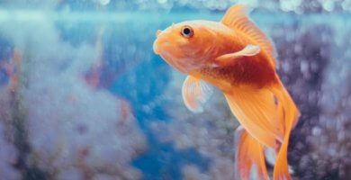 pez dorado en el acuario