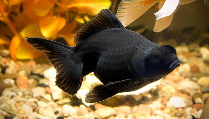 pez telescopio negro en el fondo del acuario