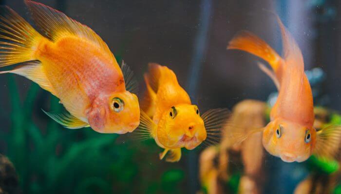 varios peces anaranjados nadando en pecera