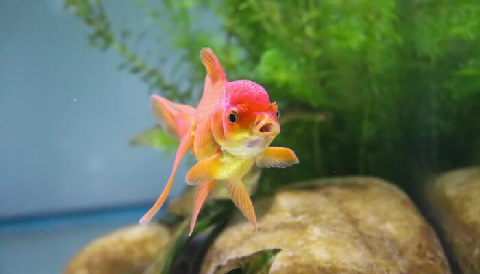 pez naranja y rosado con la boca abierta 