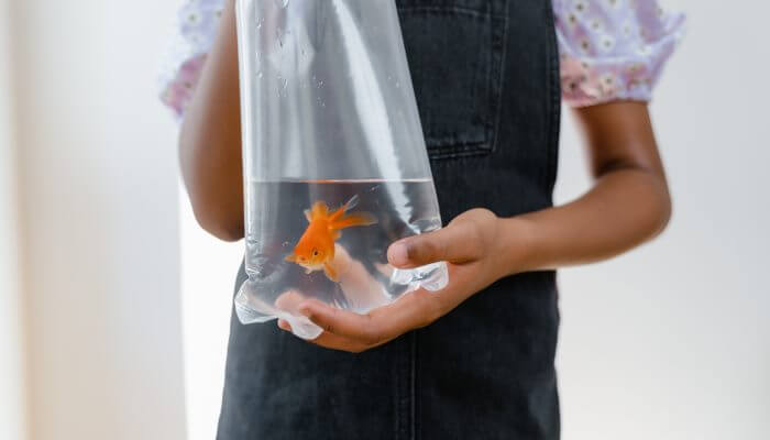 persona sujetando bolsa de agua con pez dorado dentro