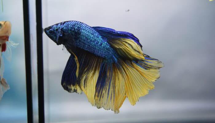 hermoso pez betta azul y amarillo