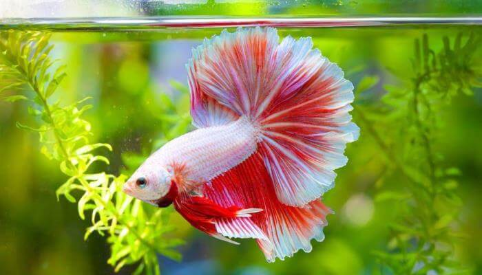 hermoso pez betta blanco y rojo