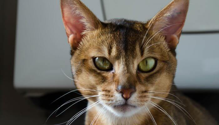 gato abisinio mirando de frente fijamente