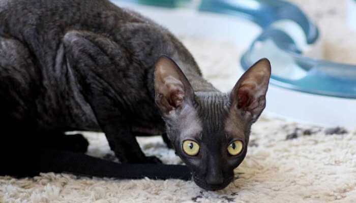 gato cornish rex agazapado mirando fijamente