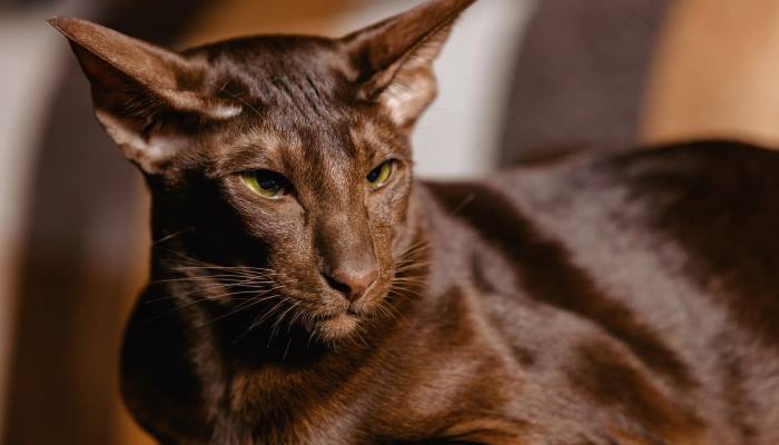 hermoso gato habana brown de pelaje brillante