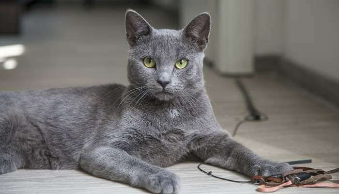 gato korat echado con la cabeza erguida