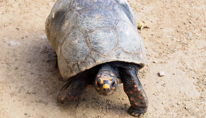 tortuga de patas rojas caminando sobre tierra