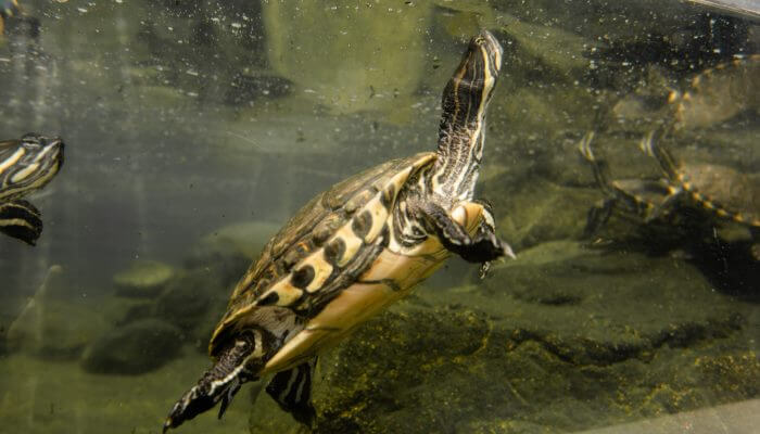 tortuga asomando su cabeza fuera del agua