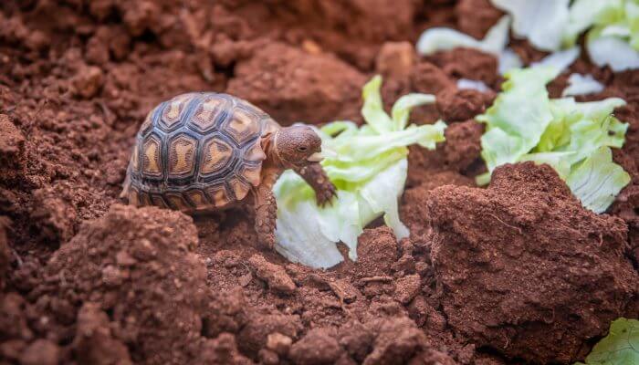 tortuga pequena comiendo lechuga