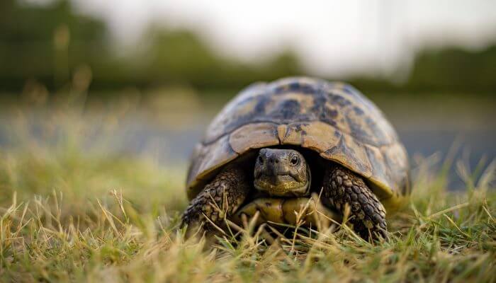 tortuga grande caminando sobre la hierba